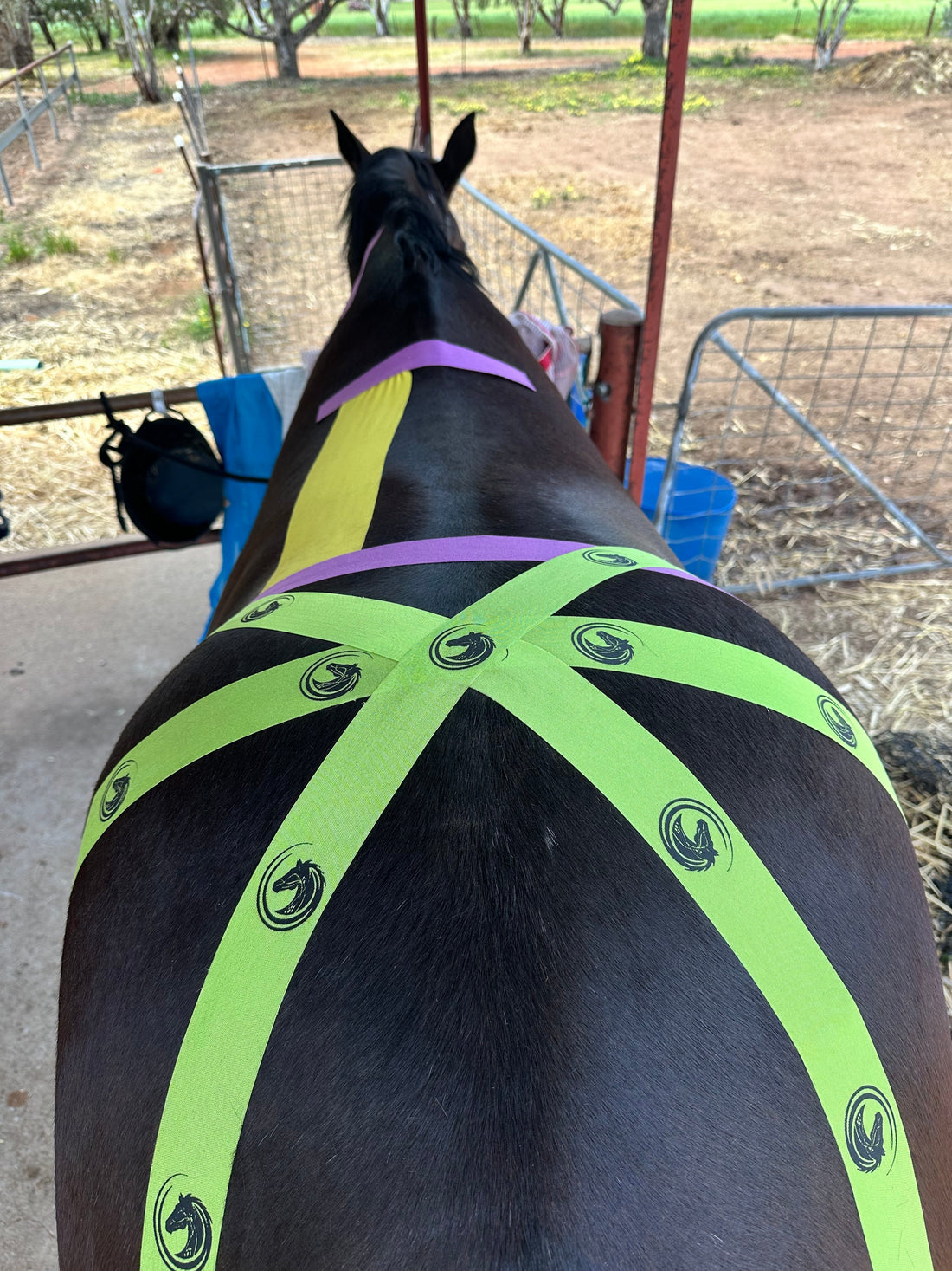 🐴 How Kinesiology Taping Can Help Your Horse Feel and Perform Their Best