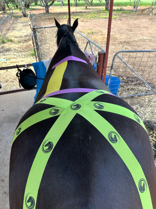 🐴 How Kinesiology Taping Can Help Your Horse Feel and Perform Their Best